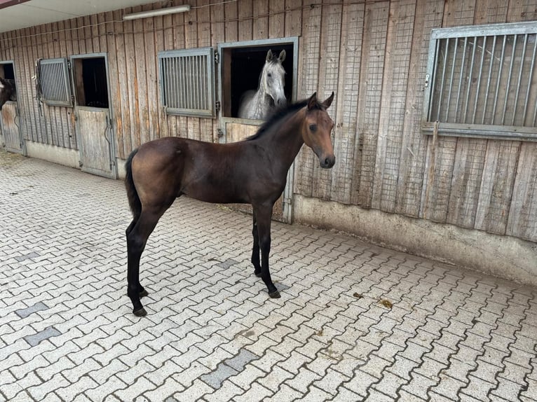 Cavallo da sella tedesco Stallone  Baio in WolfeggWolfegg