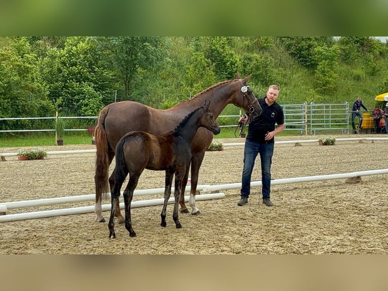 Cavallo da sella tedesco Stallone  Baio in WolfeggWolfegg