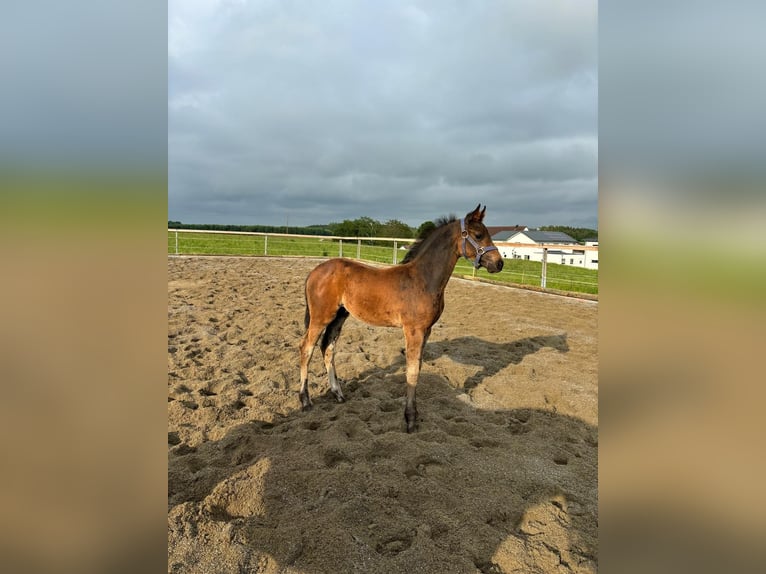 Cavallo da sella tedesco Stallone  Baio in WolfeggWolfegg