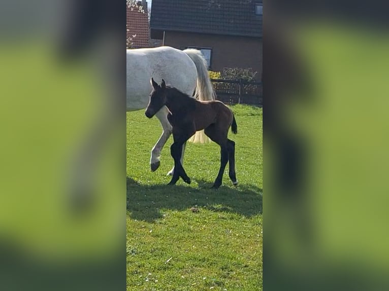 Cavallo da sella tedesco Stallone  Baio in Riesenbeck