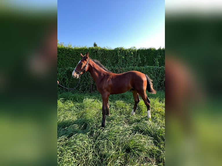 Cavallo da sella tedesco Stallone  Baio in ChüdenSalzwedel