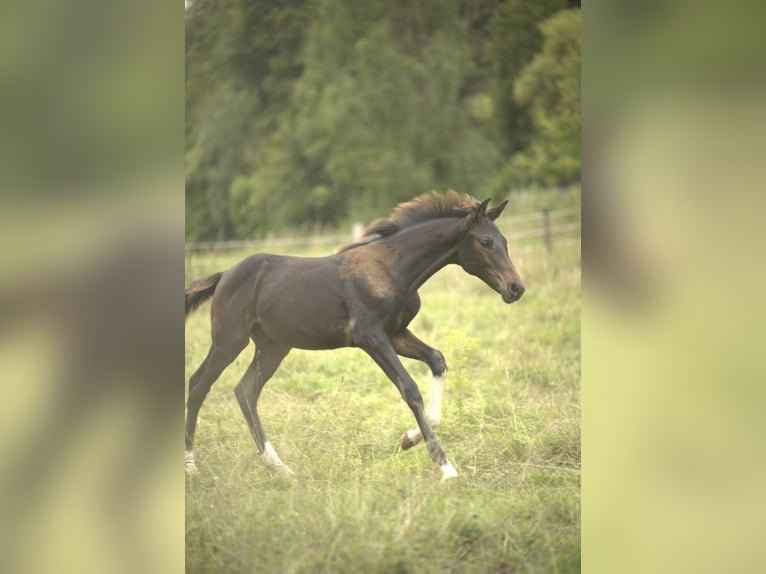 Cavallo da sella tedesco Stallone Puledri (04/2025) Baio nero in Wehretal