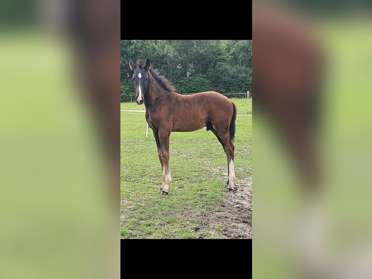 Cavallo da sella tedesco Stallone Puledri
 (04/2024) Baio scuro in Recke