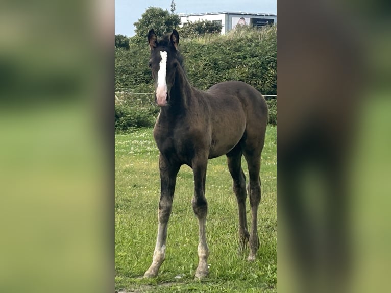 Cavallo da sella tedesco Stallone Puledri (05/2025) Baio scuro in Krefeld