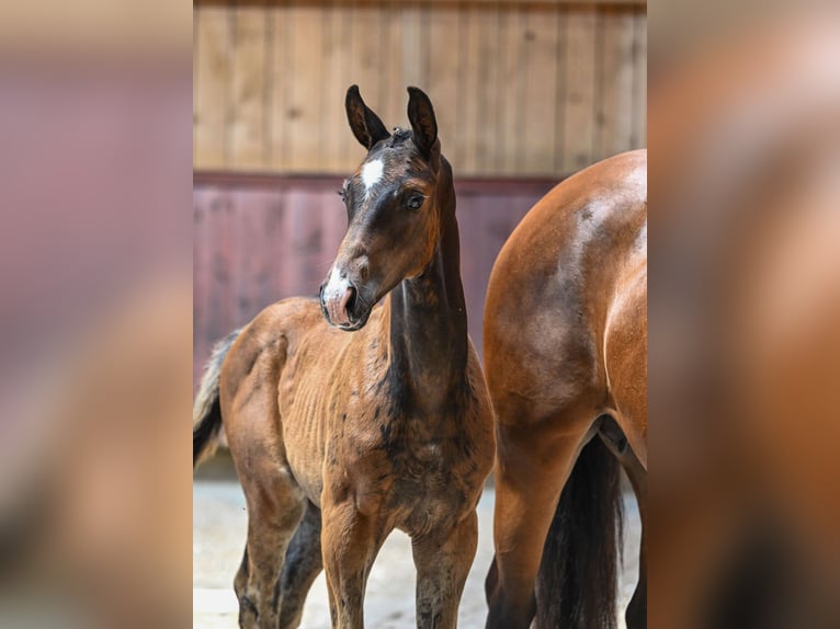 Cavallo da sella tedesco Stallone Puledri
 (05/2024) Baio scuro in Unterthingau