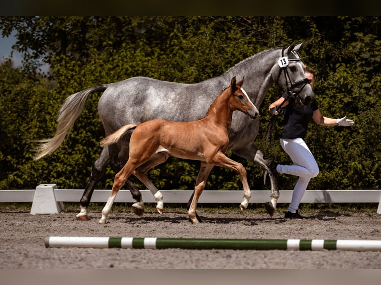 Cavallo da sella tedesco Stallone Puledri (06/2026) Grigio in Marktredwitz