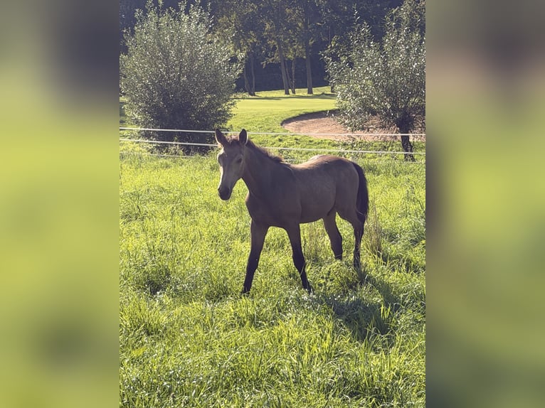 Cavallo da sella tedesco Stallone Puledri (05/2026) Pelle di daino in Recklinghausen
