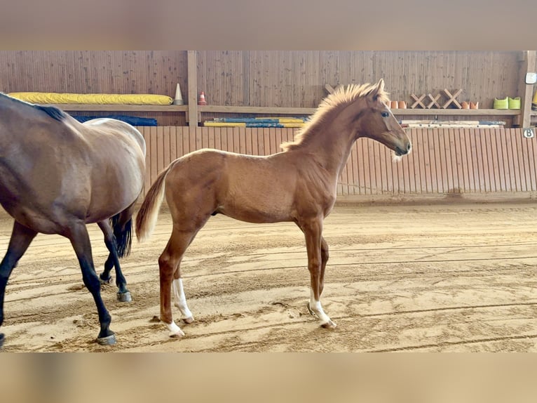 Cavallo da sella tedesco Stallone Puledri (04/2025) Sauro in Chemnitz