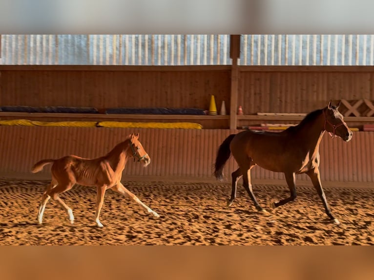 Cavallo da sella tedesco Stallone Puledri (04/2025) Sauro in Chemnitz