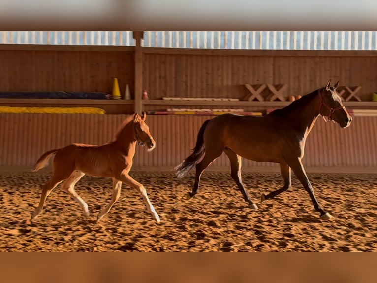 Cavallo da sella tedesco Stallone Puledri (04/2025) Sauro in Chemnitz