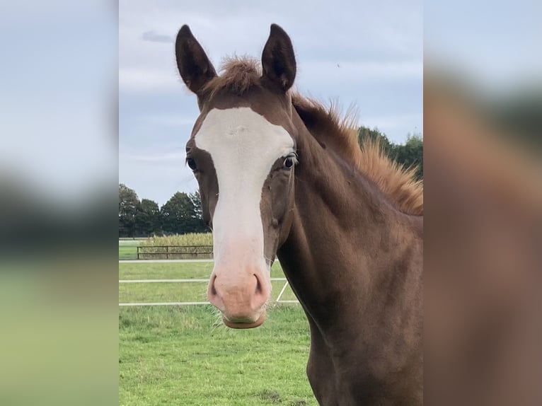 Cavallo da sella tedesco Stallone Puledri (05/2026) Sauro scuro in Warendorf