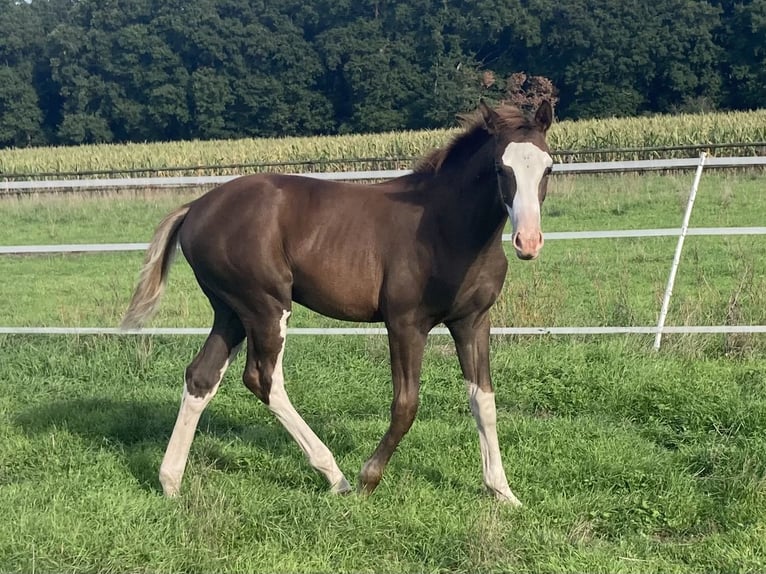Cavallo da sella tedesco Stallone Puledri (05/2026) Sauro scuro in Warendorf