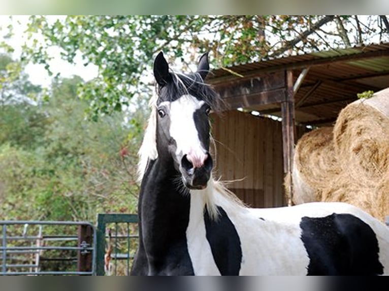 Cavallo da sella tedesco Stallone Tobiano-tutti i colori in Etgersleben