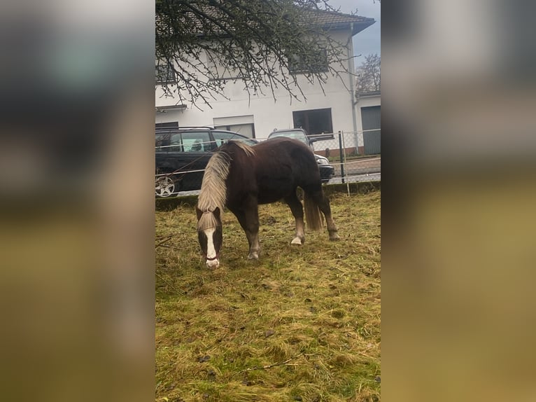 Cavallo della foresta nera Castrone 10 Anni 156 cm Sauro scuro in Freiensteinau