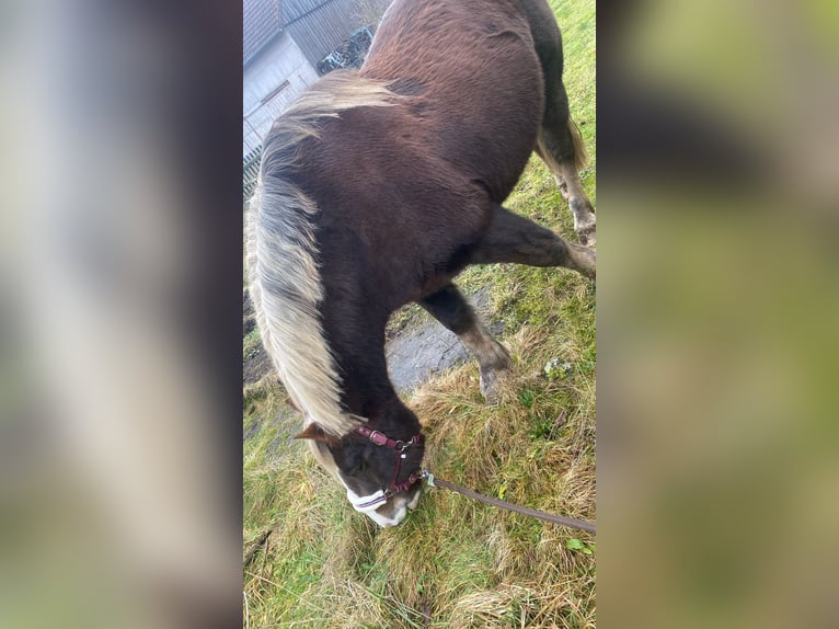 Cavallo della foresta nera Castrone 10 Anni 156 cm Sauro scuro in Freiensteinau