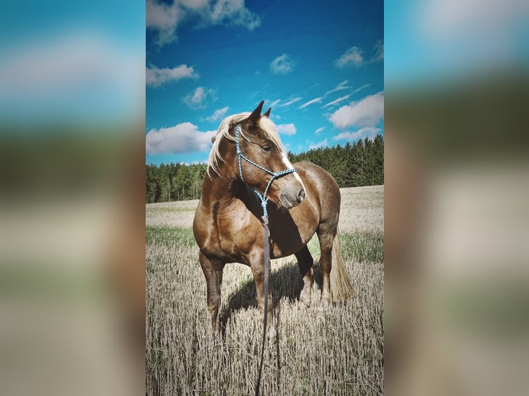 Cavallo della foresta nera Castrone 10 Anni 157 cm Sauro scuro in Zeulenroda