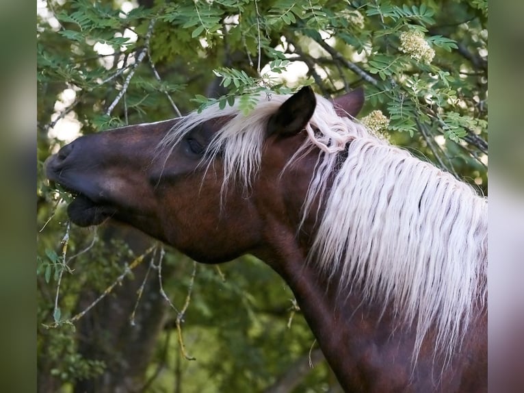 Cavallo della foresta nera Castrone 10 Anni 160 cm Sauro scuro in Brennberg