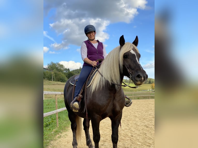 Cavallo della foresta nera Castrone 10 Anni 160 cm Sauro scuro in Brennberg