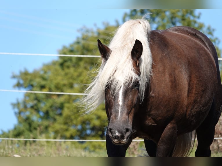 Cavallo della foresta nera Castrone 10 Anni 160 cm Sauro scuro in Brennberg