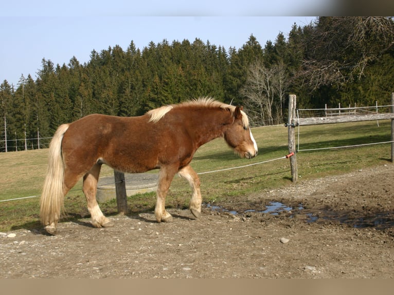 Cavallo della foresta nera Castrone 11 Anni 150 cm Sauro in Wiggensbach