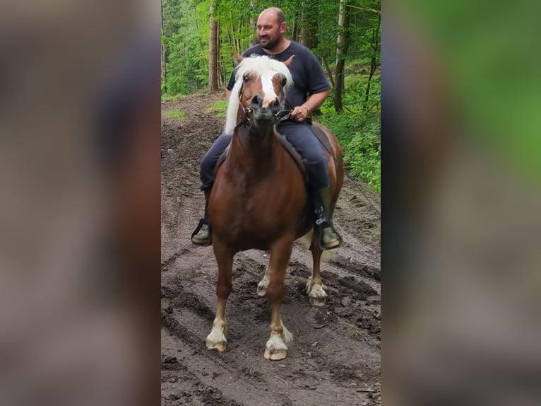 Cavallo della foresta nera Castrone 11 Anni 150 cm Sauro scuro in Greifenstein