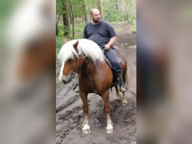 Cavallo della foresta nera Castrone 11 Anni 150 cm Sauro scuro in Greifenstein