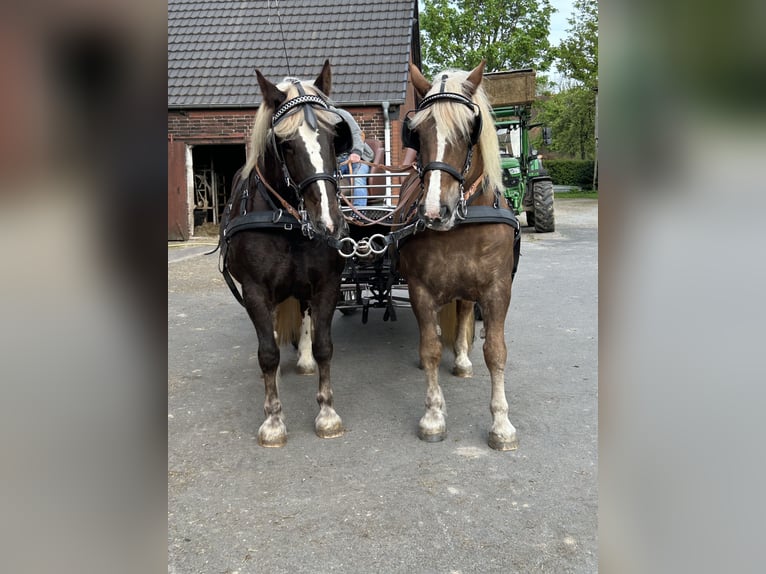 Cavallo della foresta nera Castrone 11 Anni 155 cm Sauro scuro in Hamm