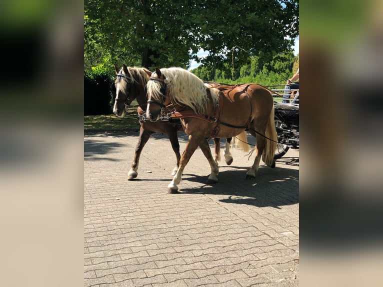 Cavallo della foresta nera Castrone 11 Anni 155 cm Sauro scuro in Hamm