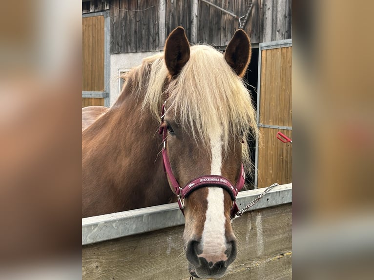 Cavallo della foresta nera Castrone 11 Anni 155 cm Sauro scuro in Hamm