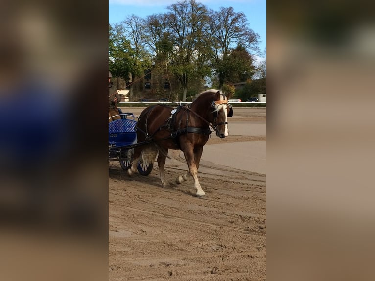 Cavallo della foresta nera Castrone 11 Anni 155 cm Sauro scuro in Hamm