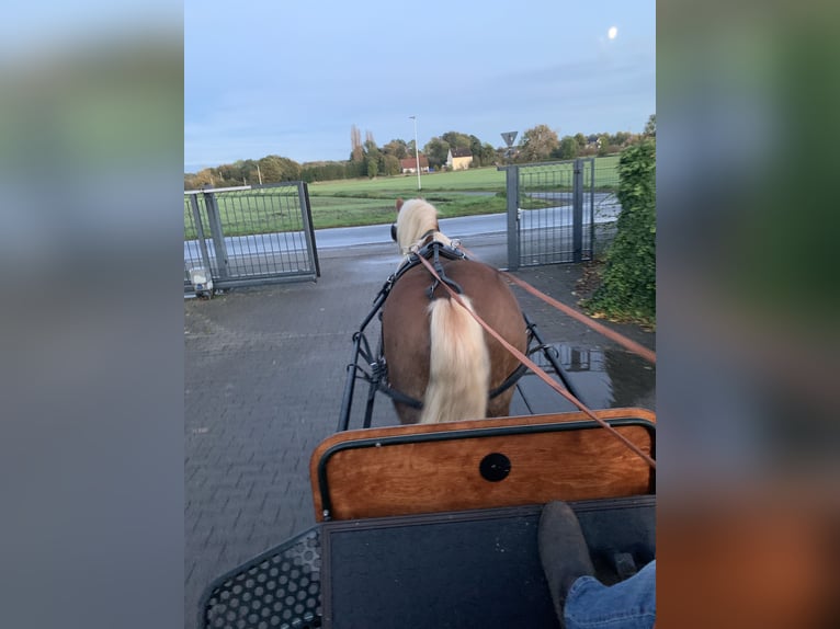 Cavallo della foresta nera Castrone 11 Anni 155 cm Sauro scuro in Hamm