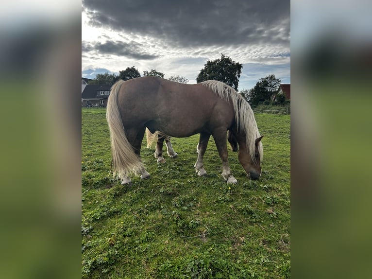 Cavallo della foresta nera Castrone 11 Anni 155 cm Sauro scuro in Hamm