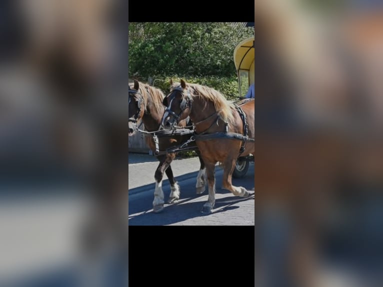 Cavallo della foresta nera Castrone 12 Anni 156 cm  in Niederkrüchten