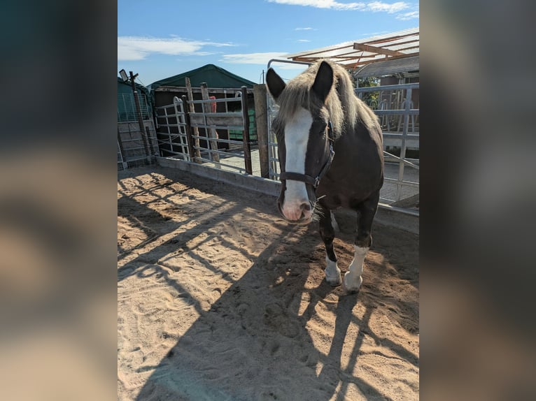 Cavallo della foresta nera Castrone 12 Anni Sauro in Sulz am Neckar
