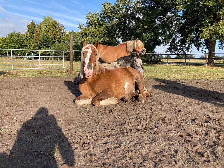 Cavallo della foresta nera Castrone 13 Anni Sauro scuro in Varl