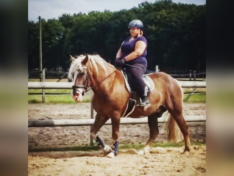 Cavallo della foresta nera Castrone 13 Anni Sauro scuro in Varl