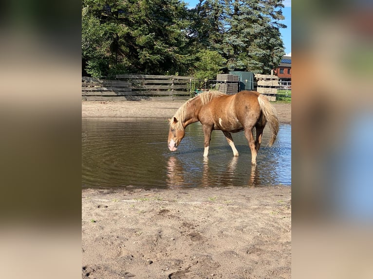 Cavallo della foresta nera Castrone 13 Anni Sauro scuro in Varl