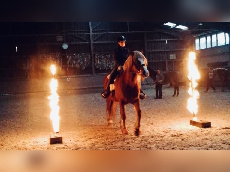 Cavallo della foresta nera Castrone 14 Anni 165 cm in Wehr