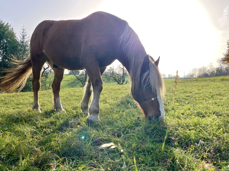 Cavallo della foresta nera Castrone 14 Anni 165 cm in Wehr