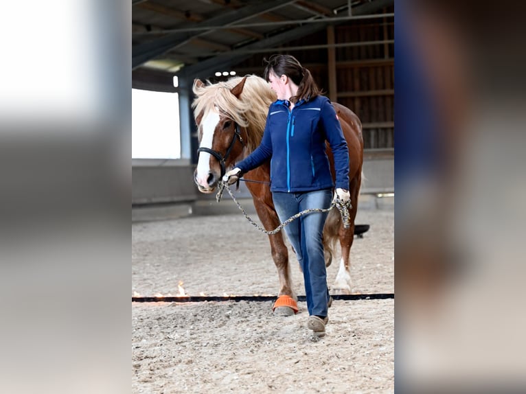 Cavallo della foresta nera Castrone 14 Anni 165 cm Sauro scuro in Wehr