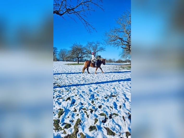 Cavallo della foresta nera Castrone 15 Anni 165 cm Sauro scuro in Wehr