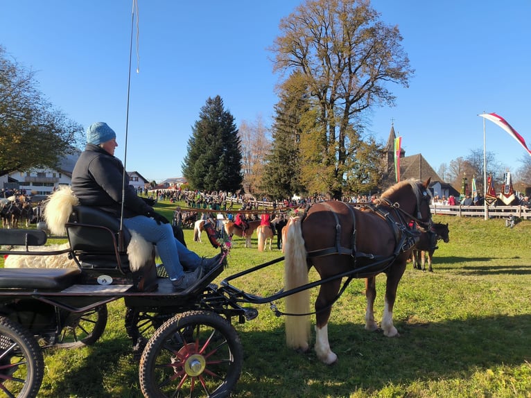 Cavallo della foresta nera Castrone 19 Anni 154 cm Sauro scuro in Immenstadt im Allgäu