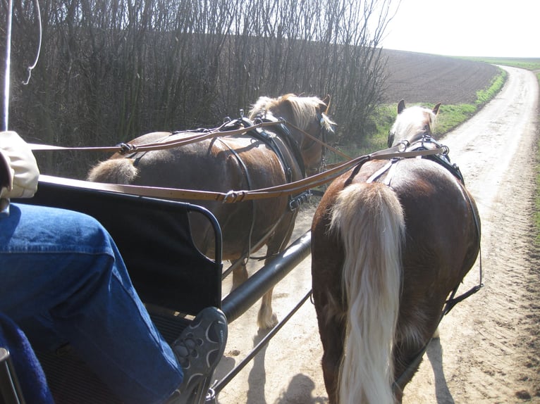 Cavallo della foresta nera Castrone 19 Anni Sauro in Ranstadt