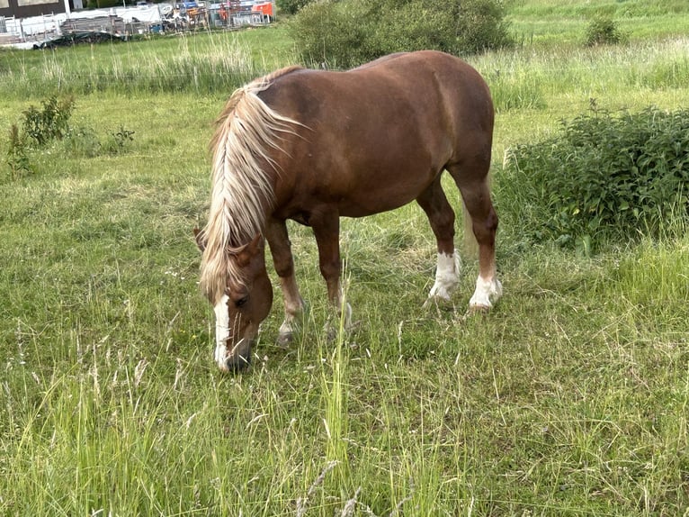 Cavallo della foresta nera Castrone 19 Anni Sauro in Ranstadt