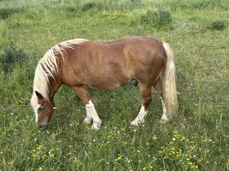 Cavallo della foresta nera Castrone 19 Anni Sauro in Ranstadt