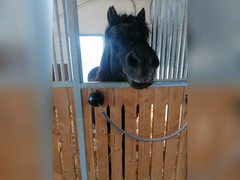 Cavallo della foresta nera Mix Castrone 22 Anni 134 cm Baio nero in Kempten