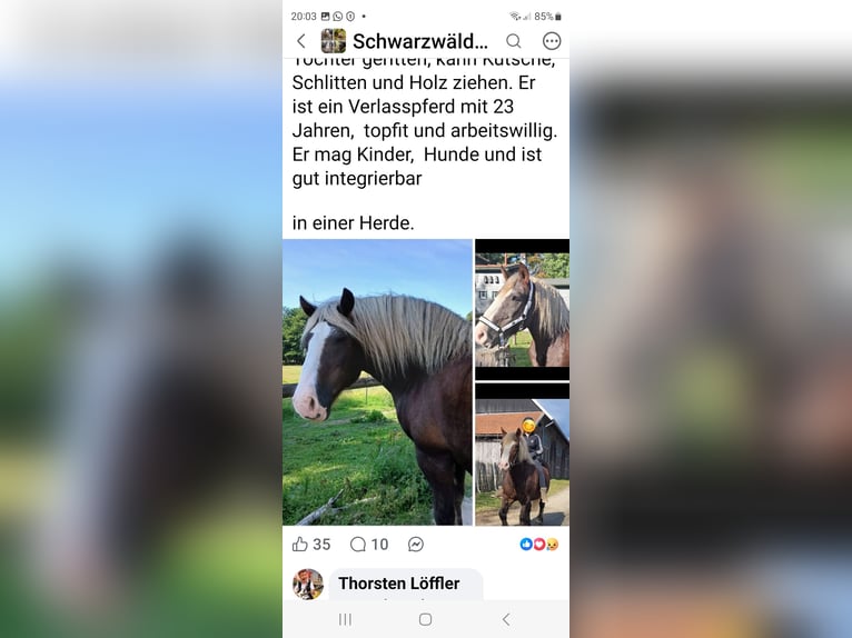 Cavallo della foresta nera Castrone 23 Anni 148 cm Sauro scuro in Clausthal-Zellerfeldc