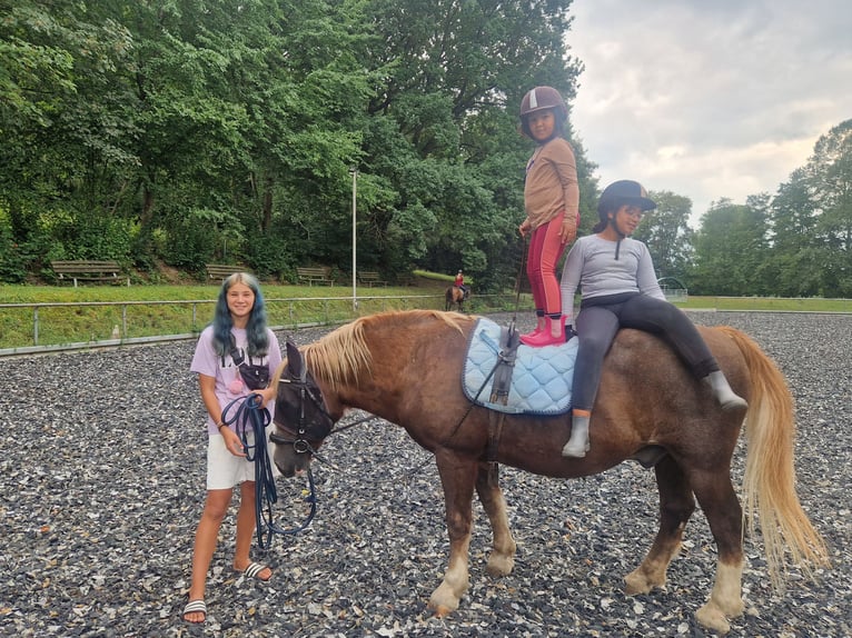 Cavallo della foresta nera Castrone 23 Anni 160 cm Sauro in Vöhringen