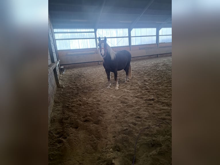 Cavallo della foresta nera Castrone 2 Anni 150 cm Baio scuro in Eschweiler