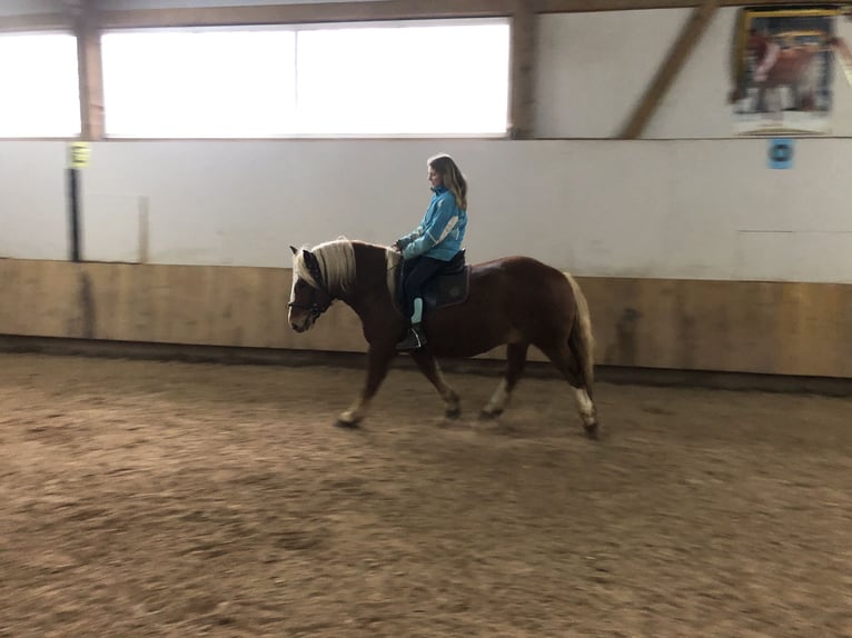 Cavallo della foresta nera Mix Castrone 3 Anni 149 cm Sauro in Auenwald